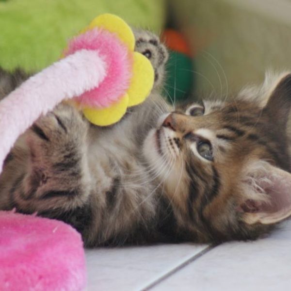 Adopter un Norvégien