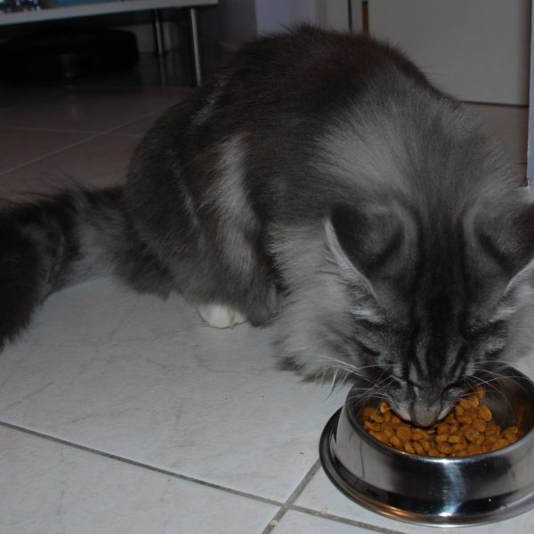 L'alimentation du chat