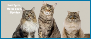 Lire la suite à propos de l’article Norvégien, Sibérien et Maine Coon : comment les reconnaître ?