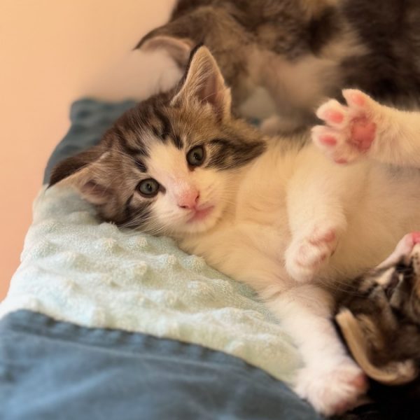 2025-08-19-Alhystair - 2