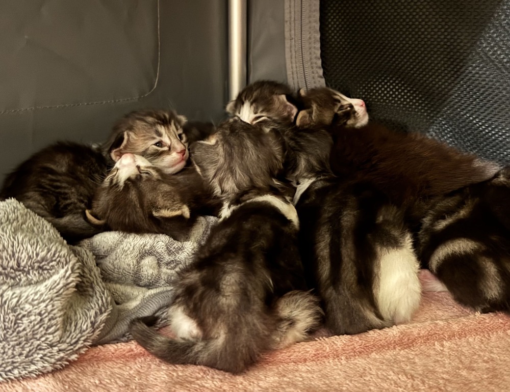 chatons