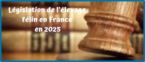 Lire la suite à propos de l’article Législation de l’élevage félin en France en 2025