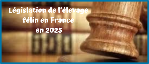 You are currently viewing Législation de l’élevage félin en France en 2025