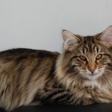 Jägerinha du Clos de Cachadar