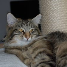 Jägerinha du Clos de Cachadar