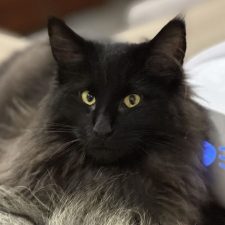 Vincenza de Lovegood Cat's