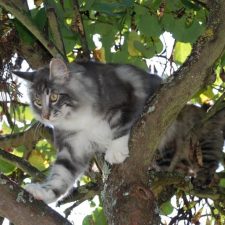 Jazon de la Tour d'Eden