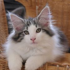 V'La Vie est Belle Av Skara Brae