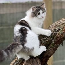 le norvégien, une passion