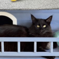 Le norvégien, une passion